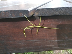 Cladoxerus