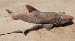 Triakis megalopterus