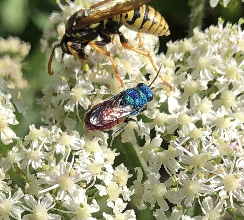 Chrysis comparata