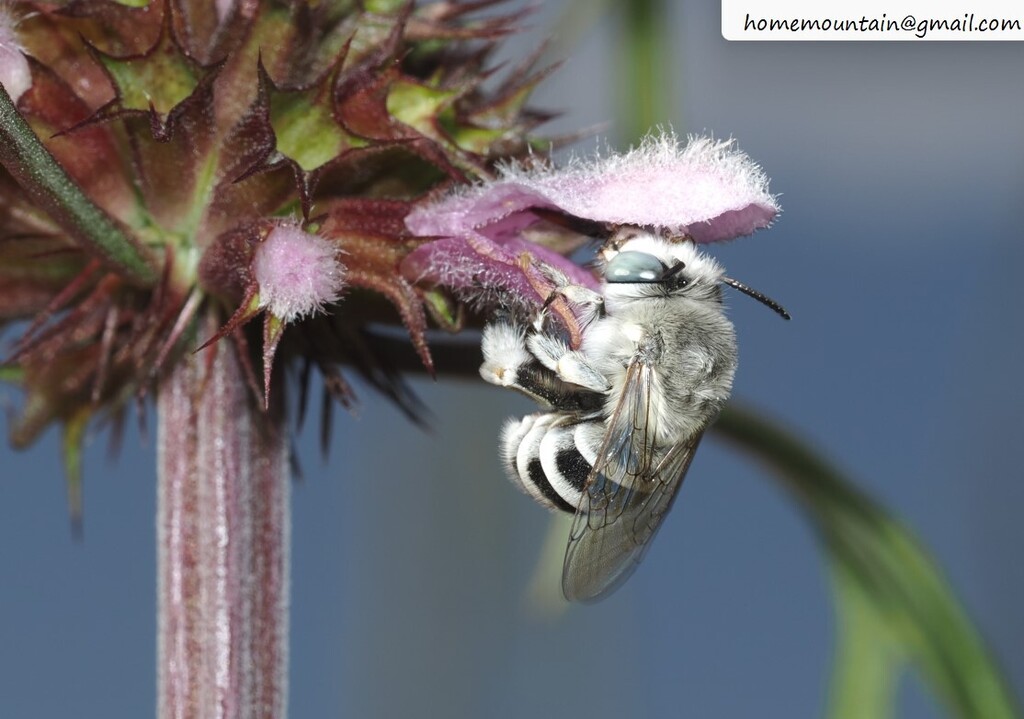Amegilla montivaga