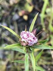 Achillea ptarmica