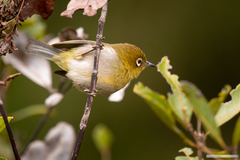 Zosterops xanthochroa