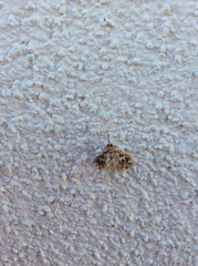 Lineodes