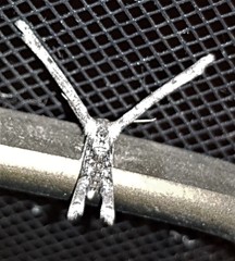 Phazaca interrupta