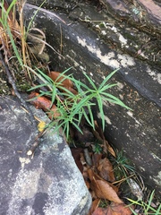 Lysimachia lanceolata