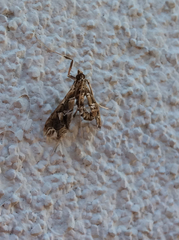 Lineodes