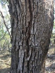 Eucalyptus bridgesiana