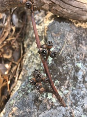 Eucalyptus bridgesiana