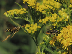 Megachile centuncularis