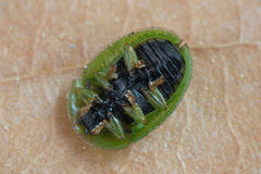 Cassida prasina