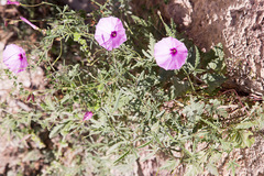 Convolvulus althaeoides