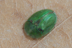 Cassida prasina