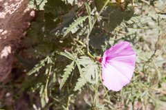 Convolvulus althaeoides