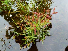 Epilobium ciliatum
