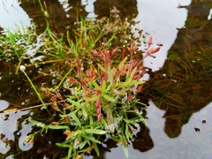 Epilobium ciliatum