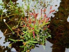 Epilobium ciliatum