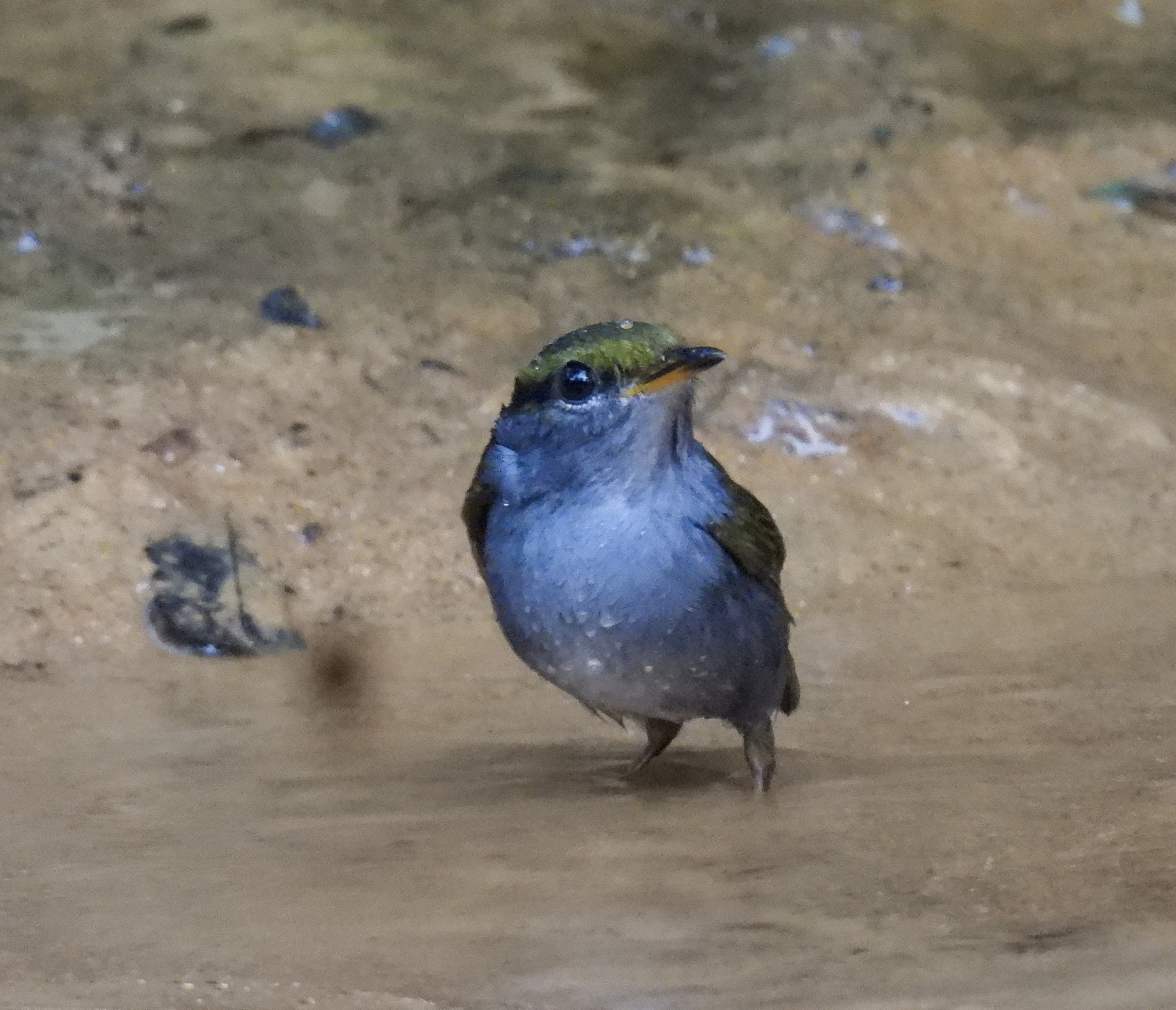 Grey-bellied Tesia (Tesia cyaniventer), photo 7