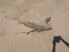 Triakis megalopterus