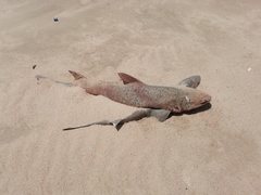 Triakis megalopterus
