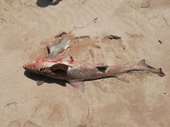 Triakis megalopterus