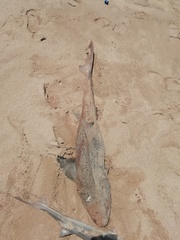 Triakis megalopterus