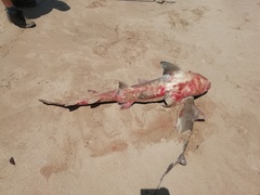 Triakis megalopterus