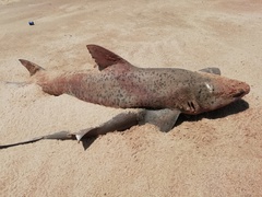 Triakis megalopterus