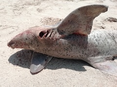 Triakis megalopterus