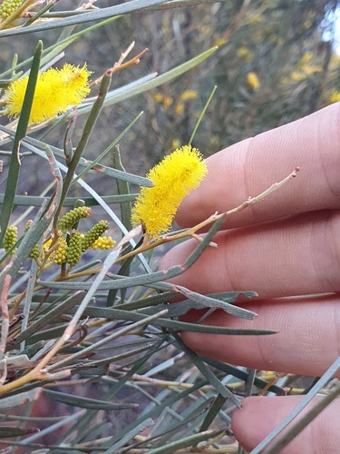 Hill mulga (Acacia macdonnellensis)