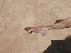 Triakis megalopterus