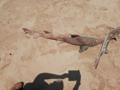 Triakis megalopterus