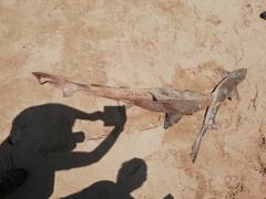Triakis megalopterus