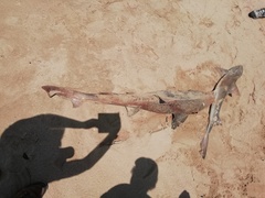 Triakis megalopterus