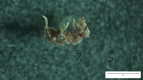 Octostruma amrishiOctostruma amrishi