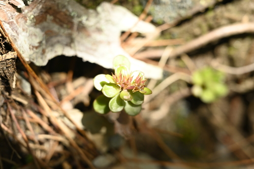 Sedum nokoense, photograph 5