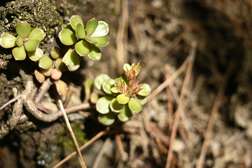Sedum nokoense, photograph 4