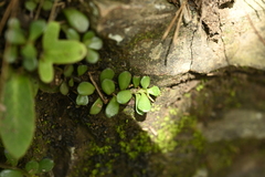 Sedum nokoense, photograph 曾昱承 Yu-Cheng Zeng, CC BY, iNaturalist via GBIF