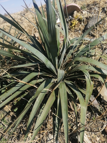 moundlily yucca