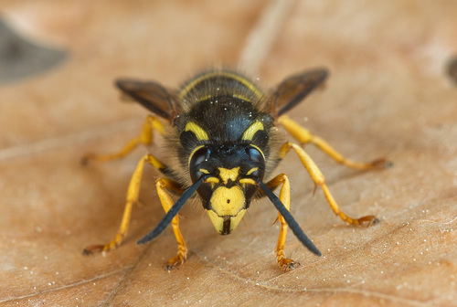 Tree Wasp