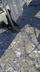 Chesapecten jeffersonius