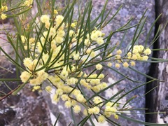 Acacia betchei