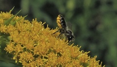 Megachile centuncularis