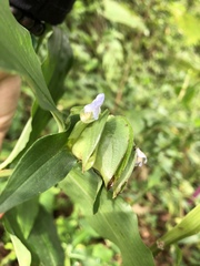 Commelina paludosa