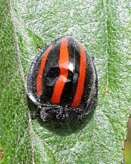 Toxotoma monovittata