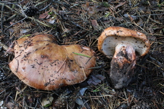 Tricholoma colossus