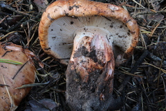 Tricholoma colossus