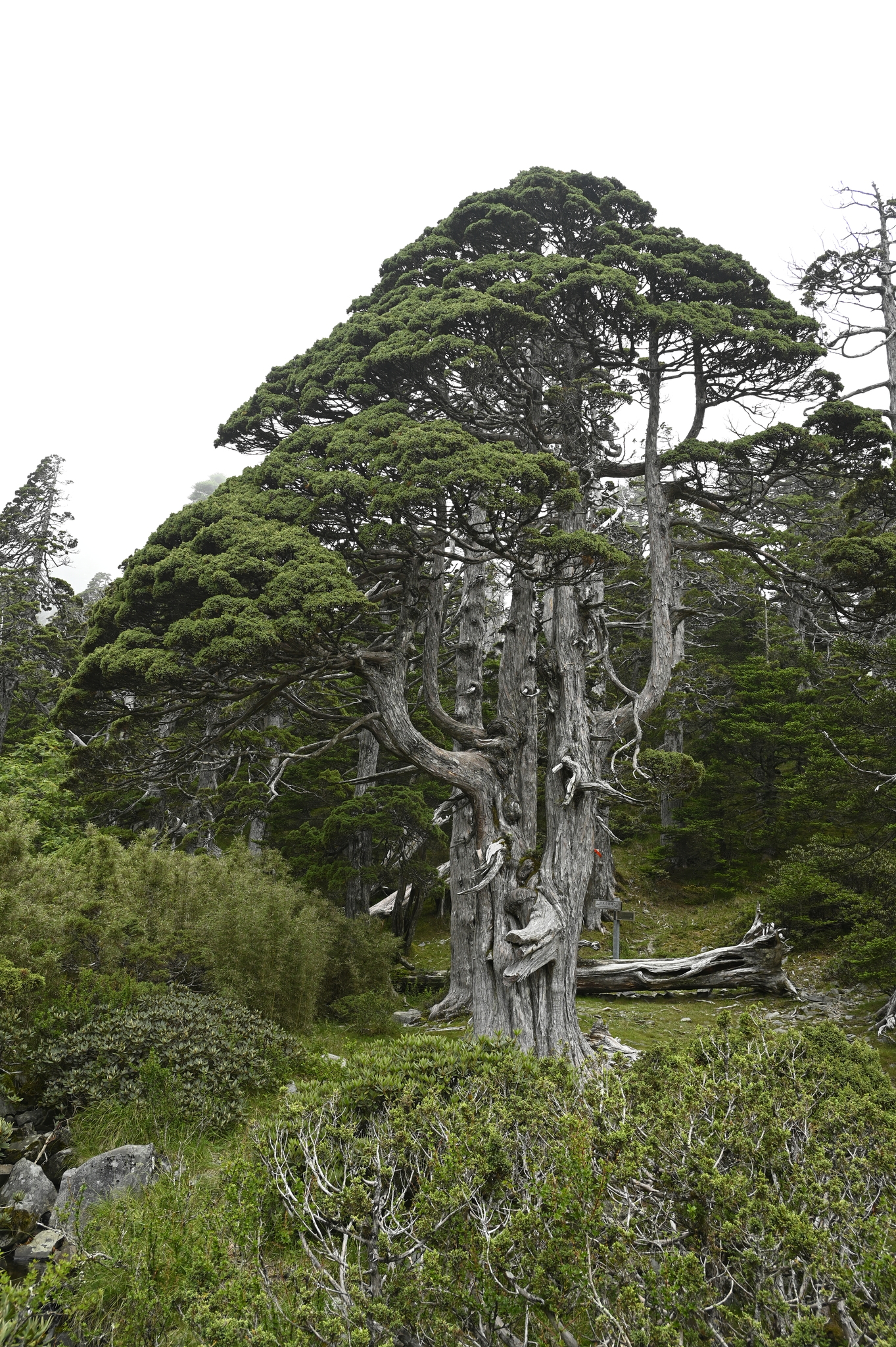Flaky Juniper (Juniperus squamata)