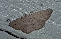 Cyclophora turneri
