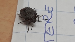 Holcostethus albipes