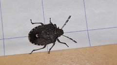 Holcostethus albipes